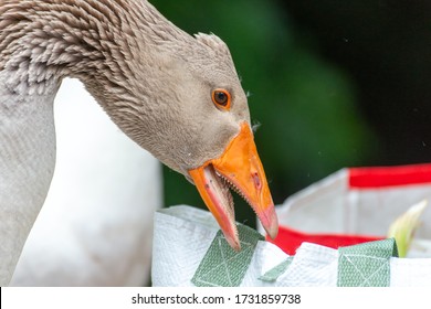 Greylag goose eating in a field on the edge of a lake, with very colorful faces in the foreground looking towards the camera - Shutterstock ID 1731859738