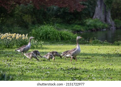 Greylag goose family (Anser anser) with parent birds and goslings walking through the park to the pond, copy space, selected focus, narrow depth of field