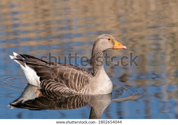Greylag Goose Floating on\
water
