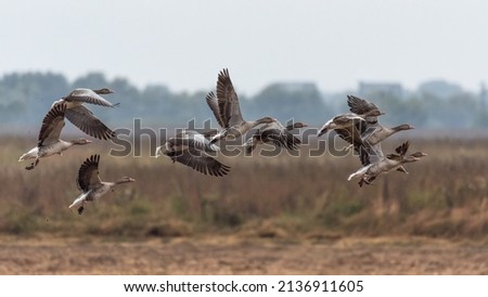Greylag goose flock in flight over crop field