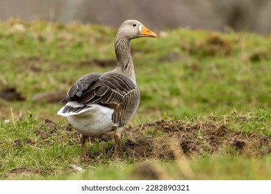 Greylag goose foraging in the grass