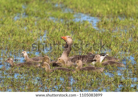 Similar – Image, Stock Photo Mother and Baby Muscovy ducklings Cairina moschata