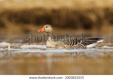 Greylag goose or graylag goose (Anser anser) swimming in the river in spring.	