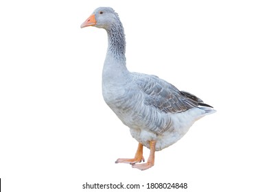 Greylag goose isolated on white background