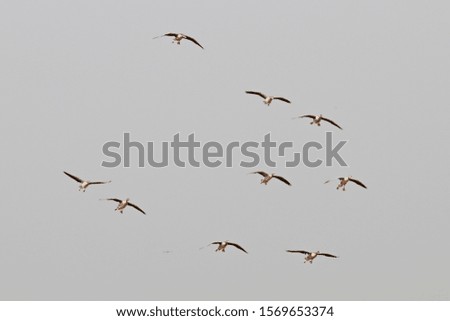 Similar – wild geese birds Dynamic