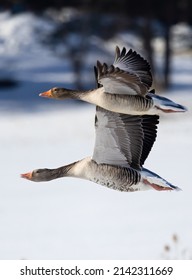 greylag goose is migratory bird - Shutterstock ID 2142311669