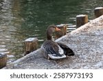 Greylag goose resting on snowy lakeshore at Stempflesee, Augsburg, Germany – February 19, 2025