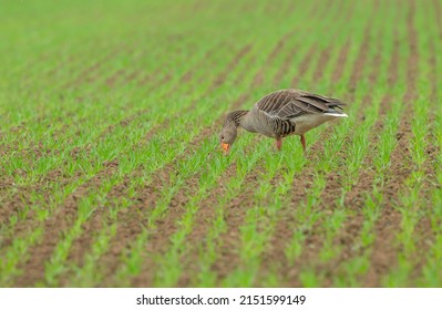 Greylag Goose, Scientific name: Anser anser.  Adult Greylag goose grazing on farmland and causing serious damage to farmers'  crops as the crops start to grow.  Horizontal.  Copy space.