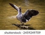 A Greylag goose with spread wings in a pond in Sussex, with a gosling in the water in front