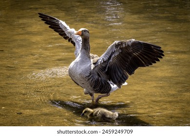 A Greylag goose with spread wings in a pond in Sussex, with a gosling in the water in front - Powered by Shutterstock