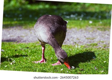 Greylag goose standing near water in natural surroundings. Calm and alert, showing detailed plumage and wild beauty. Captured in the wild outdoors, Denmark, 06.22.2025.