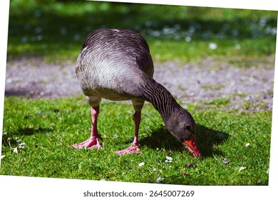 Greylag goose standing near water in natural surroundings. Calm and alert, showing detailed plumage and wild beauty. Captured in the wild outdoors, Denmark, 06.22.2025.