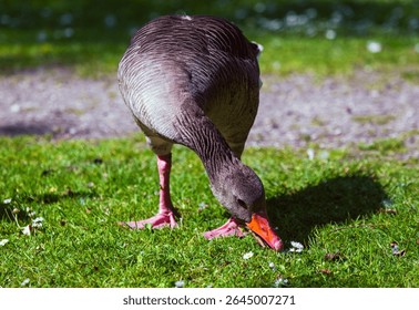 Greylag goose standing near water in natural surroundings. Calm and alert, showing detailed plumage and wild beauty. Captured in the wild outdoors, Denmark, 06.22.2025.