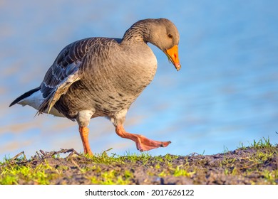 Greylag Goose walking at the waters edge