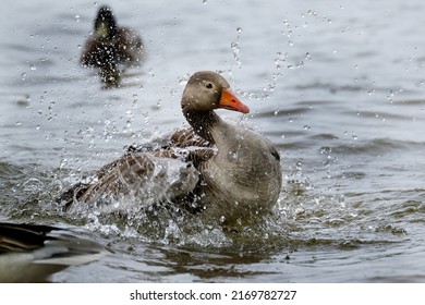 Greylag Goose Washing And Cleaning In Fresh Water Lake.