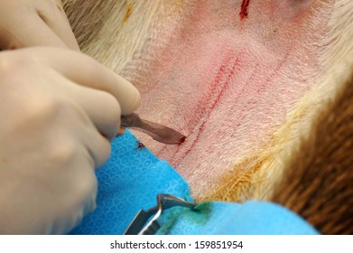 GREYMOUTH, NEW ZEALAND, CIRCA 2006: A Vet Makes A Neat Incision In The Abdomen Of A Red Deer Hind For An Embryo Transfer Programme, Circa 2006, Near Greymouth, New Zealand.