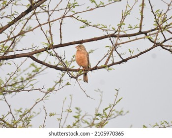The grey-necked bunting (Emberiza buchanani), sometimes referred to as grey-hooded bunting (a name also in use for chestnut-eared bunting) is a species of bird in the family Emberizidae.