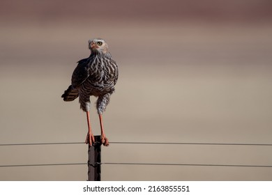 Grey-rumped Singing Goshawk Raptor Perched On A Pole In Namibia