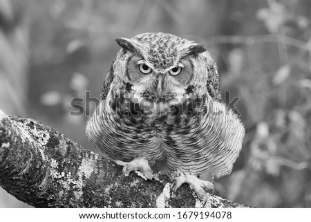 A greyscale closeup of a black horned owl on a tree branch with a blurry background