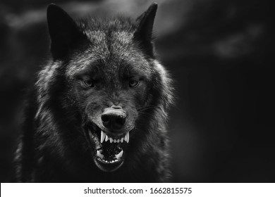 A greyscale closeup shot of an angry wolf with a blurred background