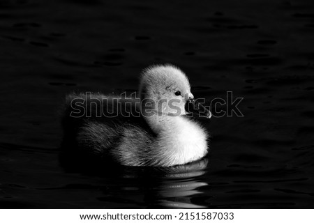 A greyscale closeup shot of a cute duckling