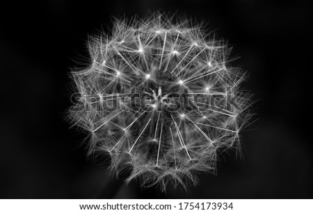 Similar – dandelion Environment