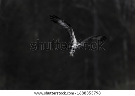 A greyscale of a flying osprey holding a fish with its legs with a blurry background