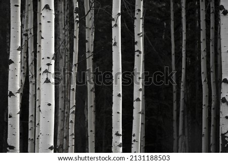 A greyscale photo of birch tree trunks