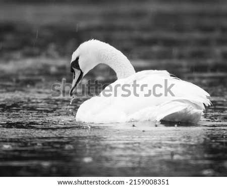 A greyscale shot of a swan in a lake