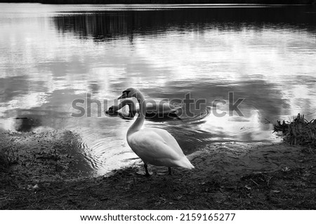 A greyscale shot of a swan on the coast of a lake