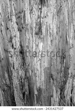 Greyscale Textured Wood Damaged Wood