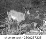 Greyscaled image - Fallow deer male fawn among young green trees and grass growing his first antlers,facing camera,in game preserve in mountain village Bila in Beskydy, Czech republic.