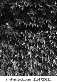 Greyscaled image - Green leaf wall | Ivy plant wallpaper pattern | Wall overgrown with green leaves in shining sun | Plant life taking over wall