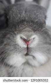 Grey/silver dwarf Nether land rabbits heart nose.