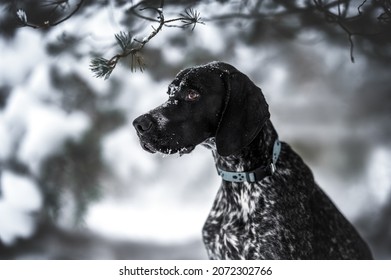 413 Hund sport Images, Stock Photos & Vectors | Shutterstock