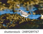 Grey-tailed Tattler (Tringa brevipes) adult standing on caral reef

Lady Elliot Island, Great Barrier Reef, Queensland, Australia