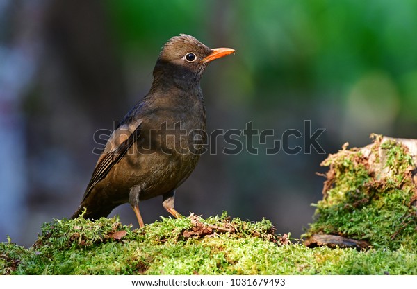 Greywinged Blackbird Turdus Boulboul Species Bird Stock Photo