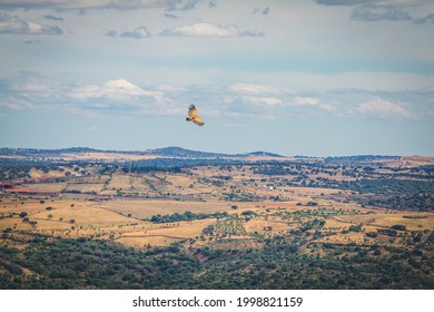 Griffin In The Natural Park Of Douro - Portugal