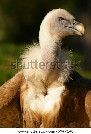 Similar – Image, Stock Photo griffon vulture Animal