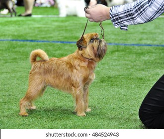 Griffon Bruxellois Dog