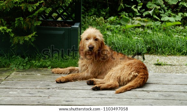 are griffon fauve de bretagne aggressive