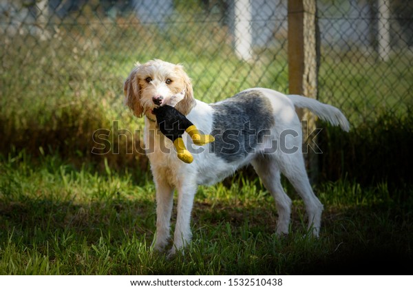 brittany spaniel stuffed animal