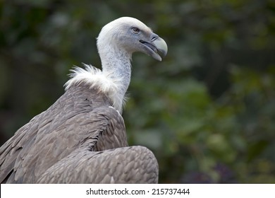 Griffon Vulture