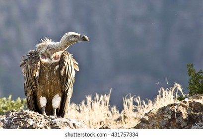 Griffon Vulture