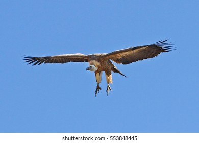 Griffon Vulture