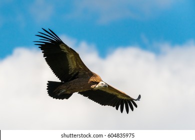 Griffon Vulture