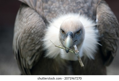 
griffon vulture close up portrait