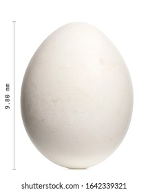 90 Griffon vulture egg Images, Stock Photos & Vectors | Shutterstock