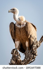 Griffon vulture or Eurasian Griffon or Gyps fulvus closeup or portrait perched on tree during winter migration at desert national park jaisalmer Rajasthan India