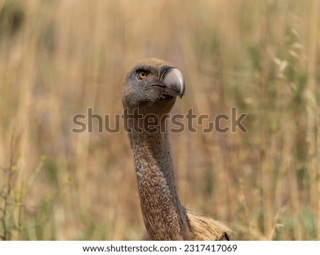 Similar – ortrait of a young vulture